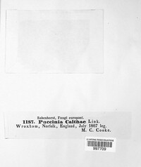Puccinia calthae image